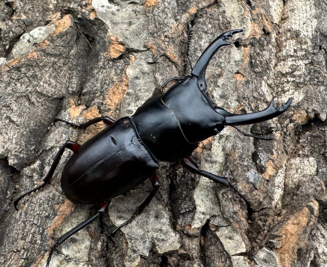 【WD】《アカアシクワガタ 山梨県産 46.5mm ペア》