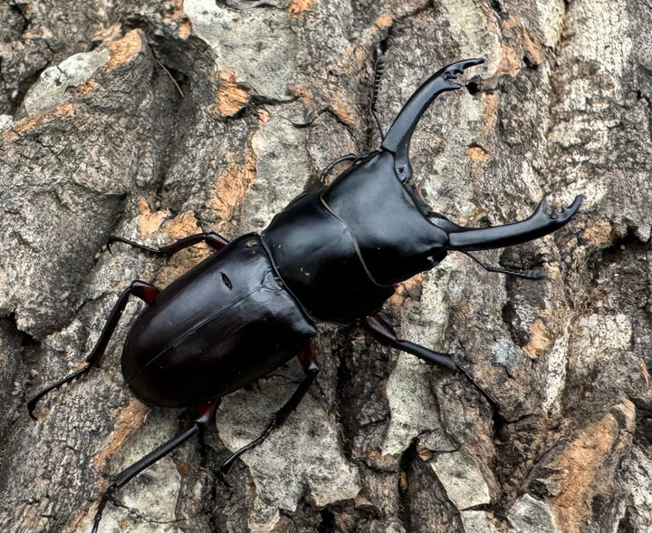 【WD】《アカアシクワガタ 山梨県産 46.5mm ペア》