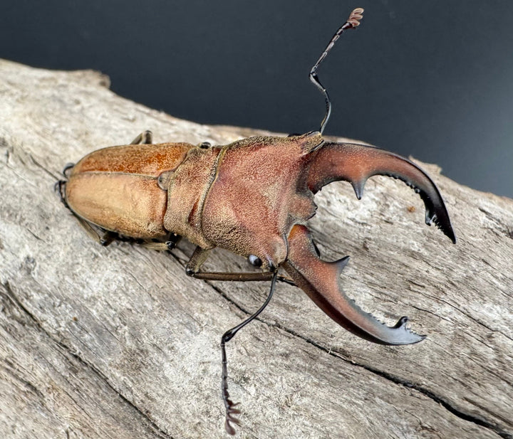 【WD】《スズムラホソアカ ロハス産 40mm ペア》