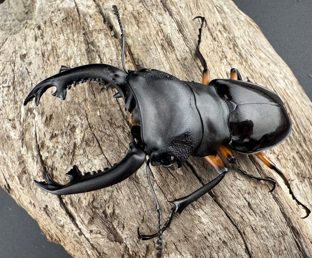 【WD】《インペリアリスツヤ亜種komorii 65mm ペア》