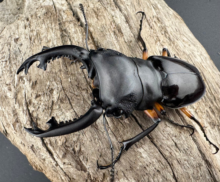 【WD】《インペリアリスツヤ亜種komorii 65mm ペア》