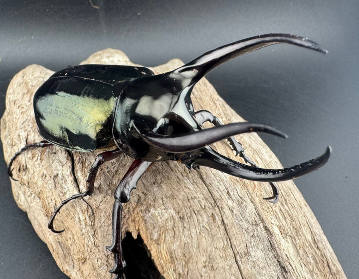 【WD】《アトラスオオカブト原名亜種 パロロ パル産 87mm ペア》