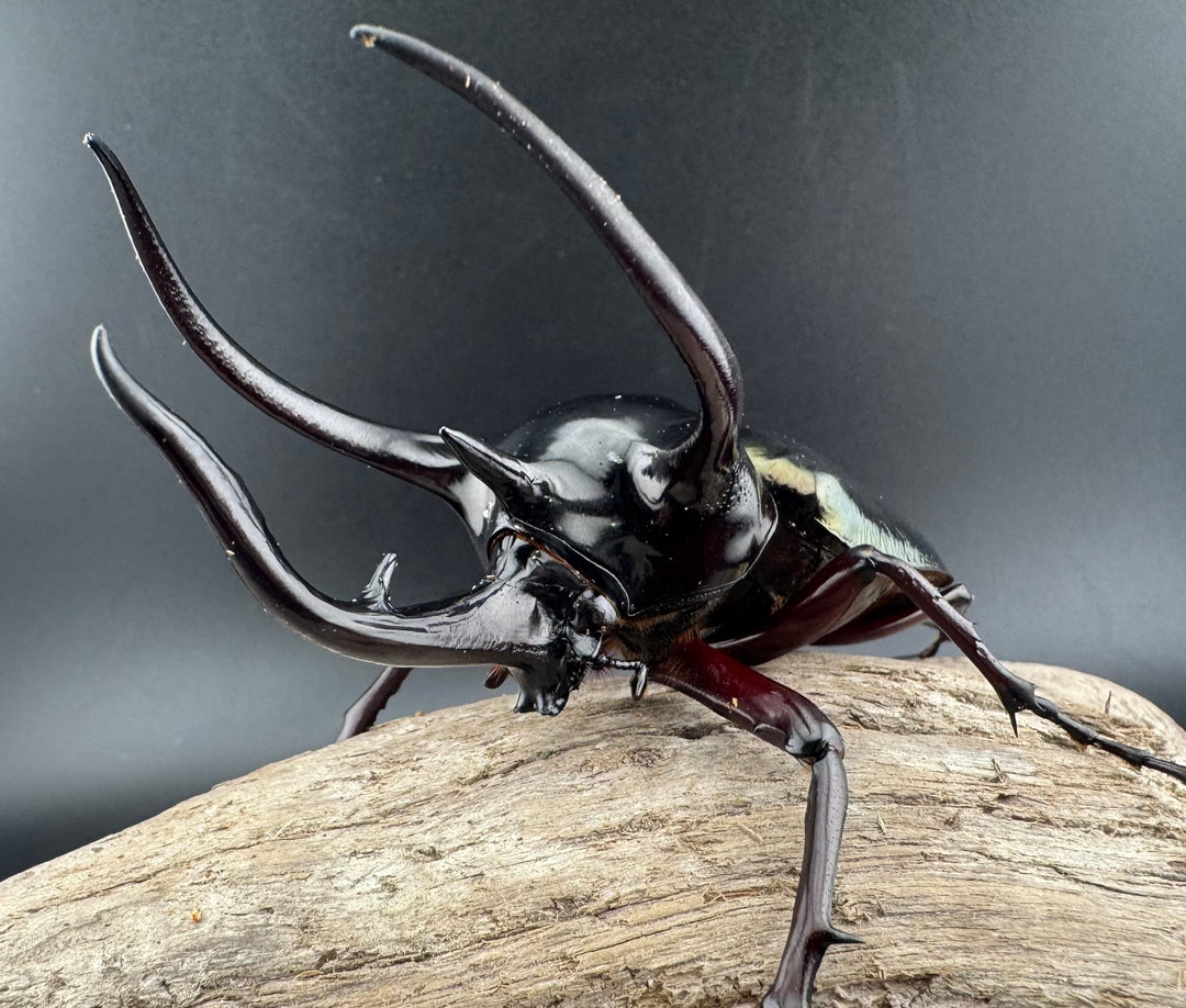 【WD】美形《ジャワコーカサスオオカブト 107mm ペア》