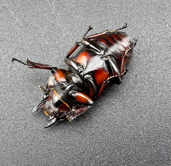 【WD】《アスタコイデスノコギリ ssp. 貴州省産 44.5mm ペア》