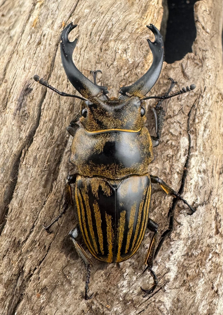 【WD】《ストリアータツヤクワガタ 48mm ペア》