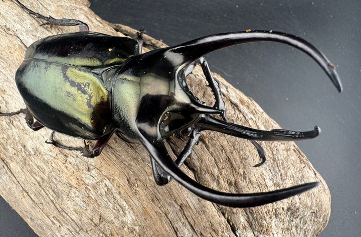 【WD】《ミンダナオアトラスオオカブト マラグサン産 96.5mm ♂単》