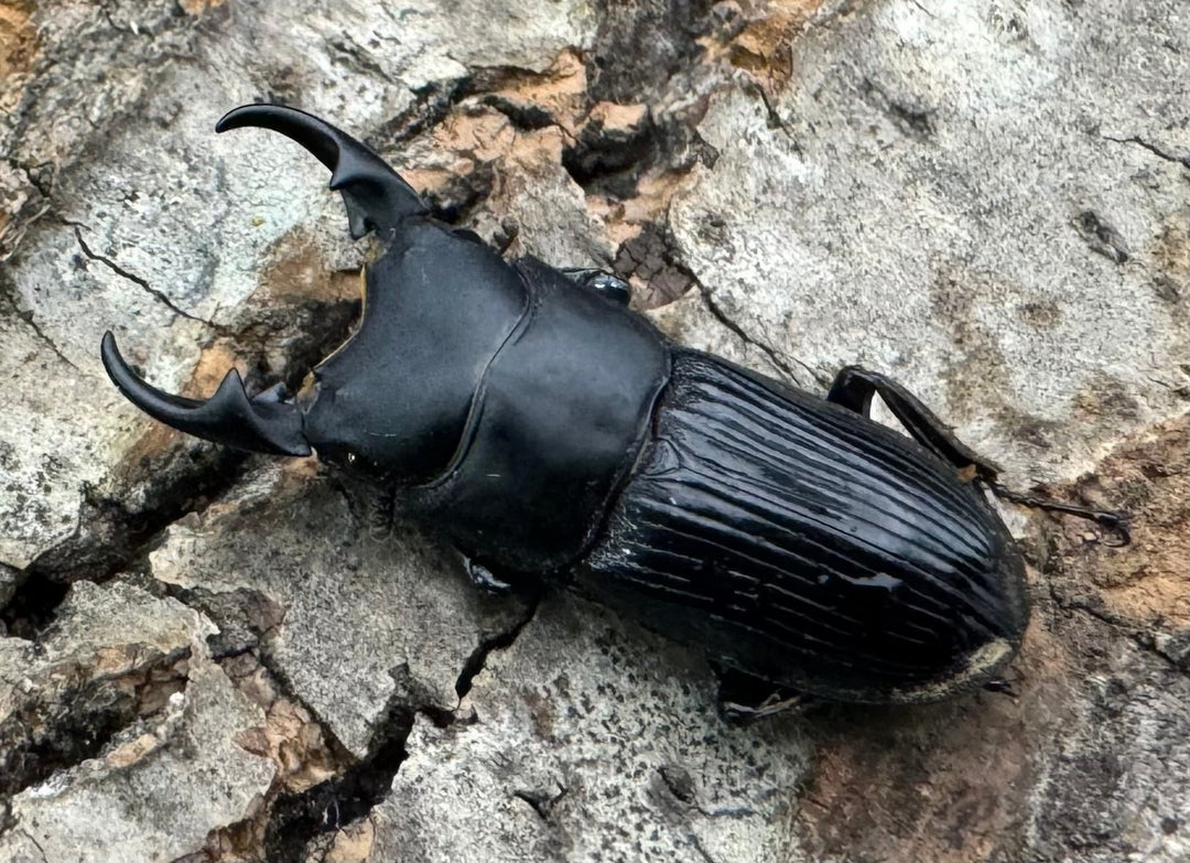 【F0】《カントンネブト Free A'品ペア》