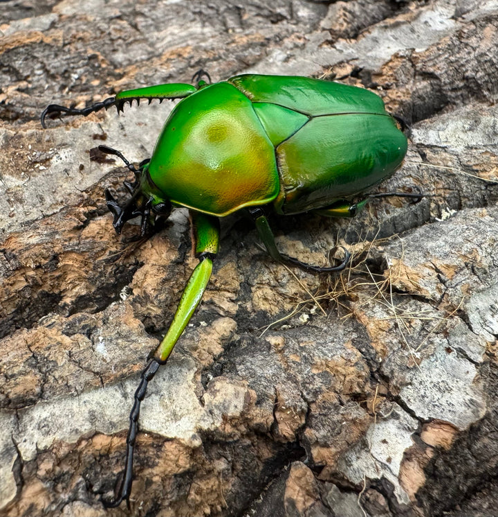 《ミカンスオオツノカナブン 45mm ペア》