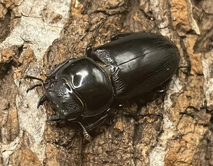 【WD】貴重産地《ドルクス ヤクシャ 29mm ♀単》