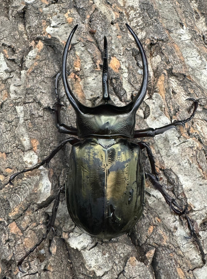 【WD】《ミンダナオアトラスオオカブト 95mm ペア》