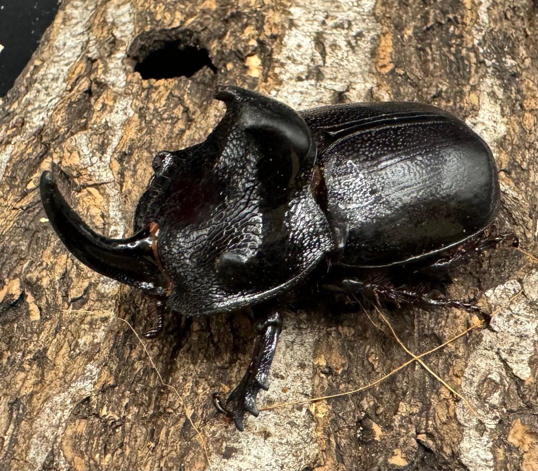 【WD】《マルタバンメンガタカブト 52.5mm ペア》