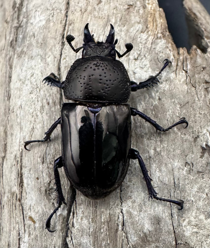 《ドウイロクワガタ Free ペア》inohiro109氏ブリード個体