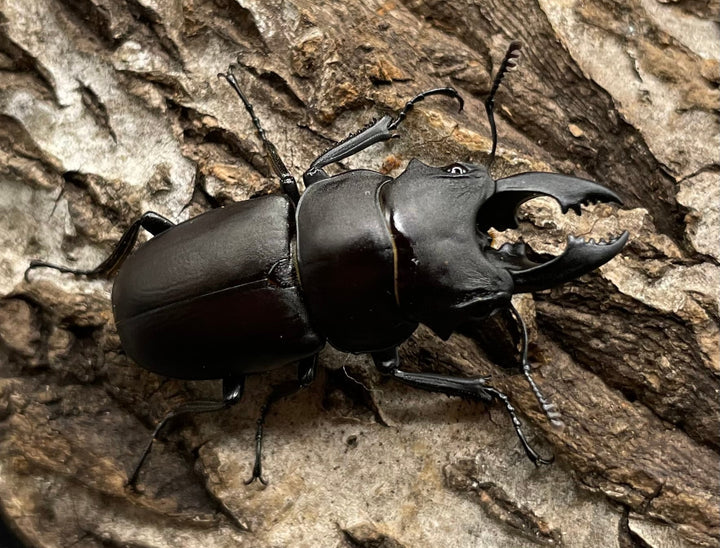 【WD】《オーエンノコギリクワガタ中国亜種melli 36.4mm ♂♀B品♀トリオ》