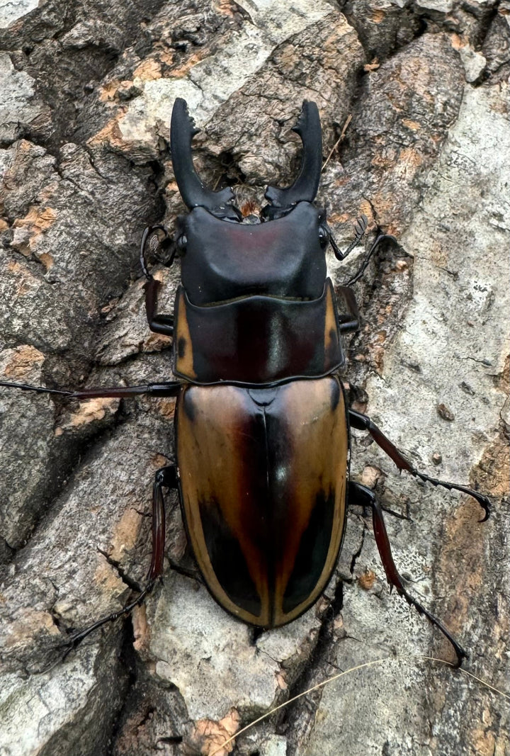 【WD】《ファブリースノコギリ原名亜種 52mm ペア》