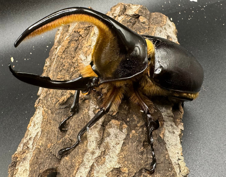 《サタンオオカブト 96mm ペア》