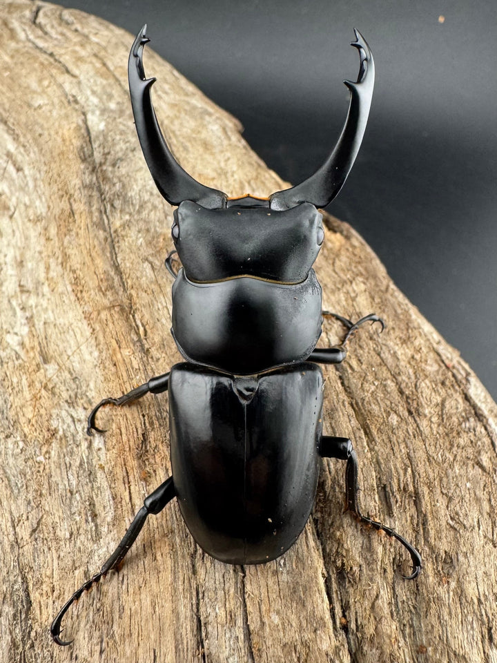 【WD】《ブラナウンコクワ  維西リス族産 61mm ペア》