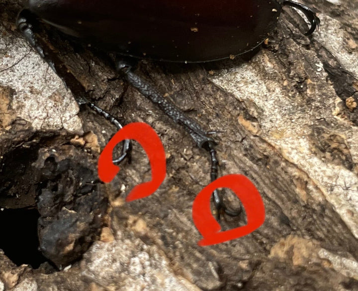 【WD】《フライミヤマクワガタ 70mm A’ペア》