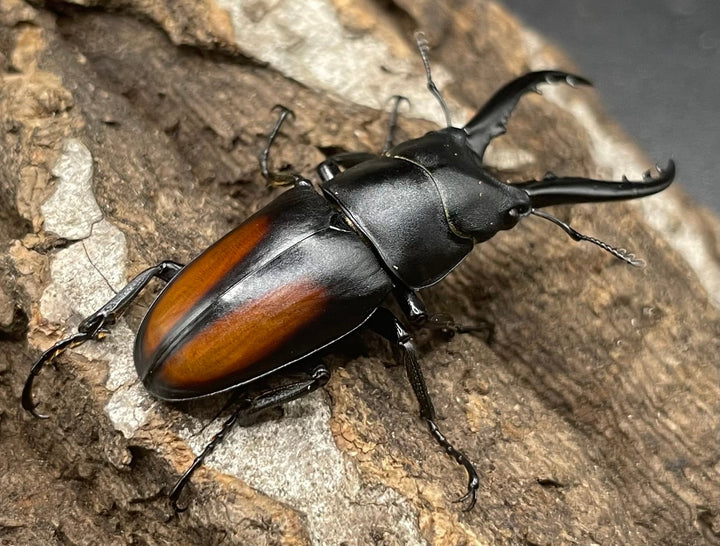 【WD】超貴重種《スピネウスノコギリクワガタ 40.5mmUP ペア》