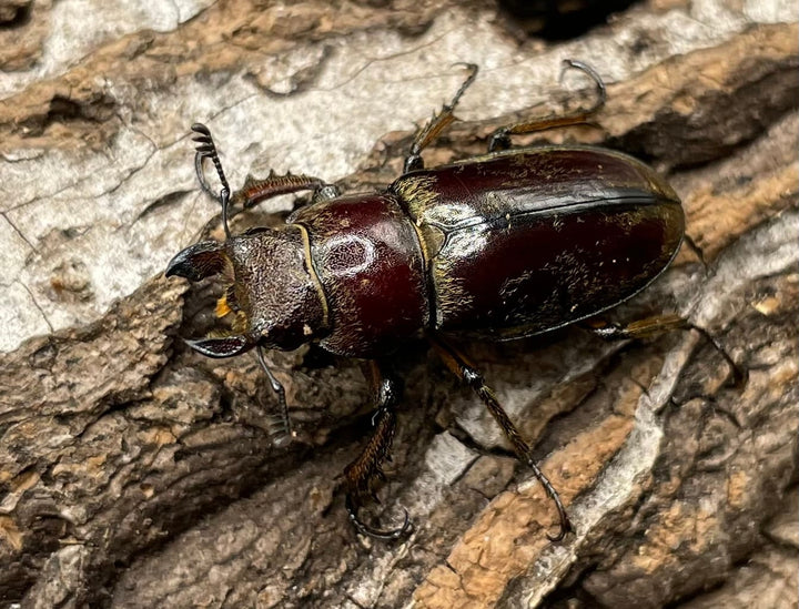 【WD】《デランミヤマクワガタ原名亜種 37mm ペア》