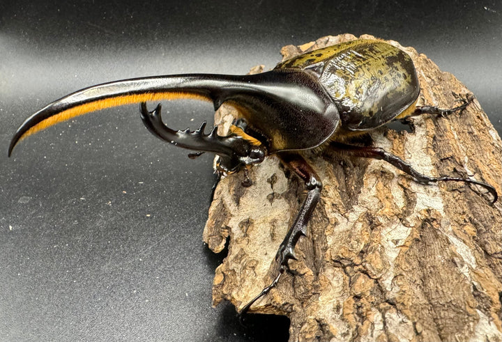 《ヘラクレス・ヘラクレス 125mm ペア》