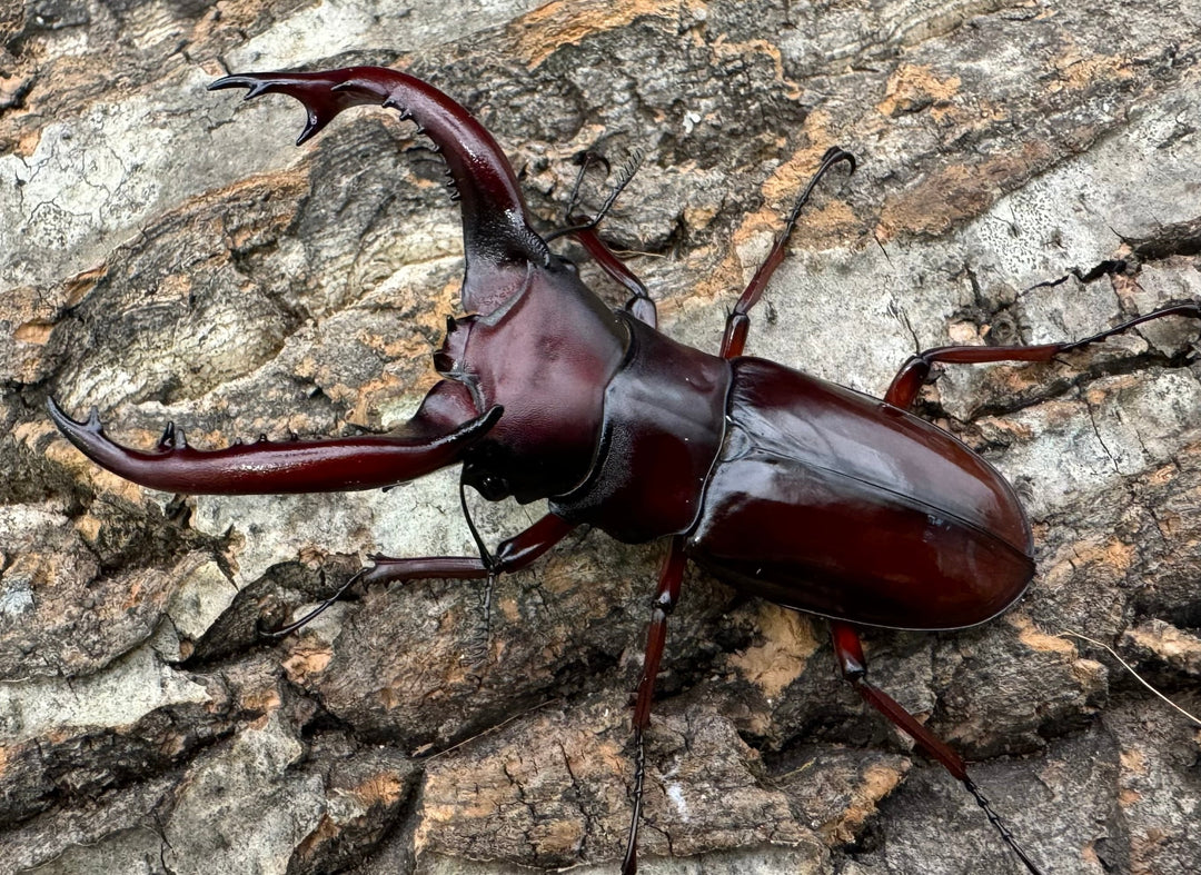 《フォルスターフタマタ亜種ニシ 75.5mm ♂♀♀トリオ》