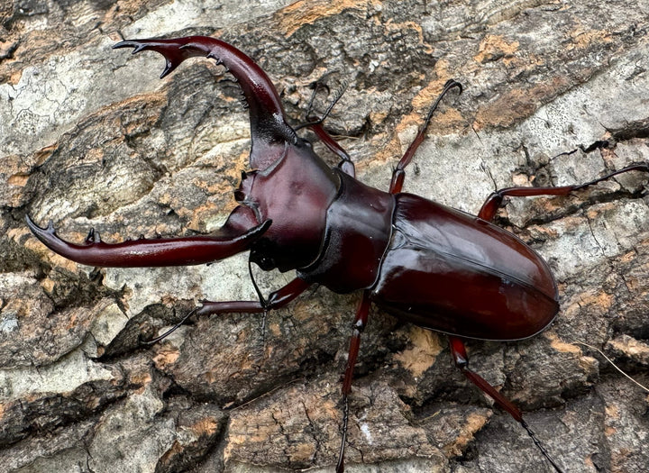 《フォルスターフタマタ亜種ニシ 75.5mm ♂♀♀トリオ》