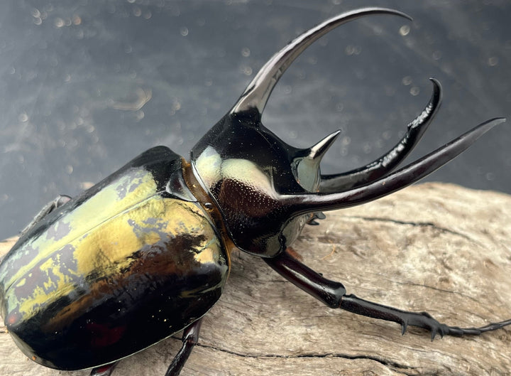 【WD】《ミンダナオアトラスオオカブト マラグサン産 90mm ペア》