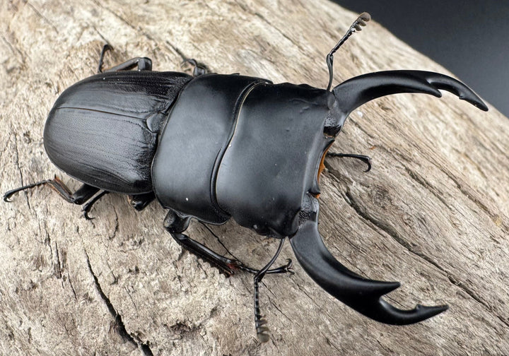 【WD】《ミンダナオパリーオオクワ キダパワン産 60mm A’品ペア》