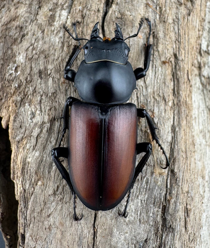 【WD】《マクレイコクワ 雲南省産 60mm ペア》