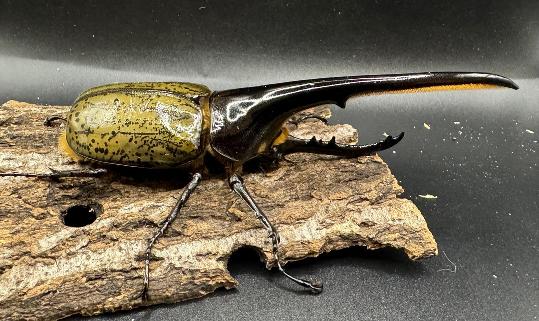 《ヘラクレス・ヘラクレス 154mm ペア》