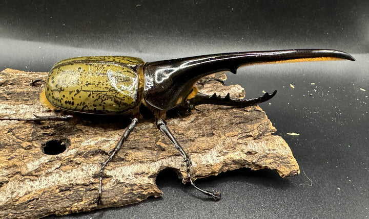 《ヘラクレス・ヘラクレス 154mm ペア》