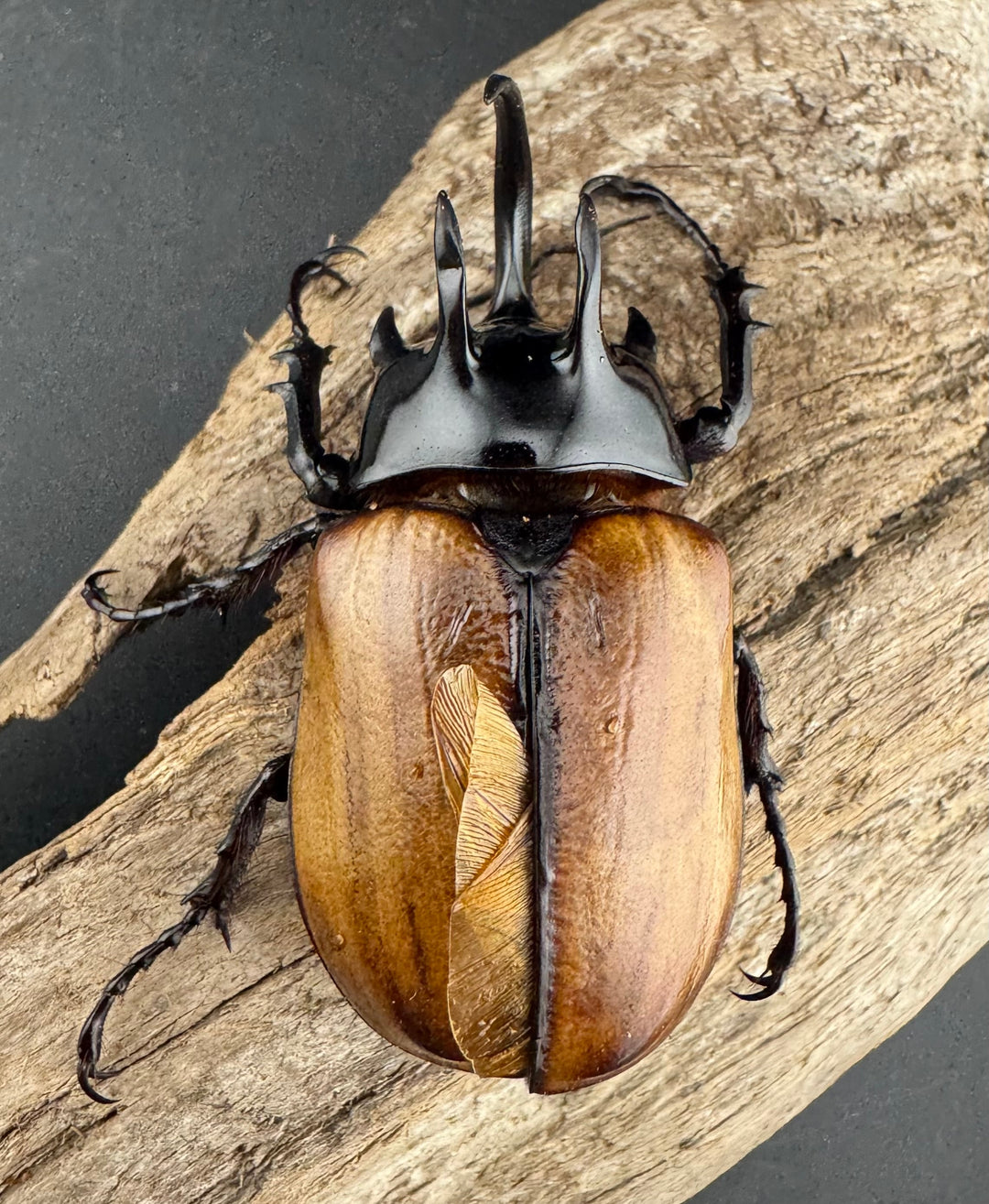 【WD】《スキットゴホンツノカブト 65mm ペア》