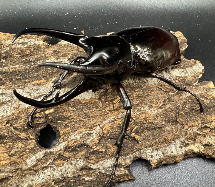 【WD】《スマトラコーカサスオオカブト 100mm ペア》