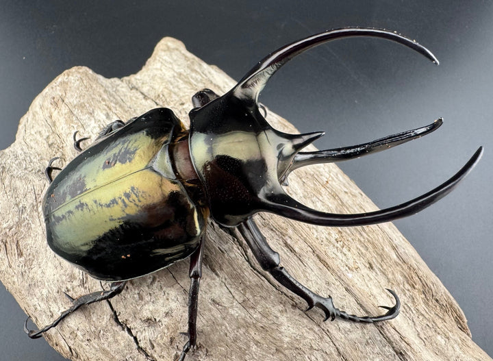 【WD】《ミンダナオアトラスオオカブト キダパワン産 96mm ペア》