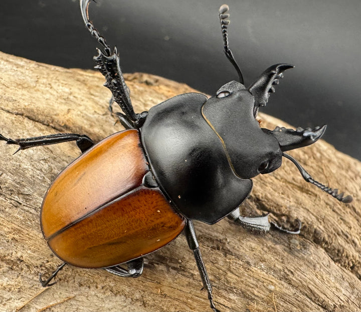 【WD】《ニティドゥスマルバネクワガタ 45.5mm ペア》