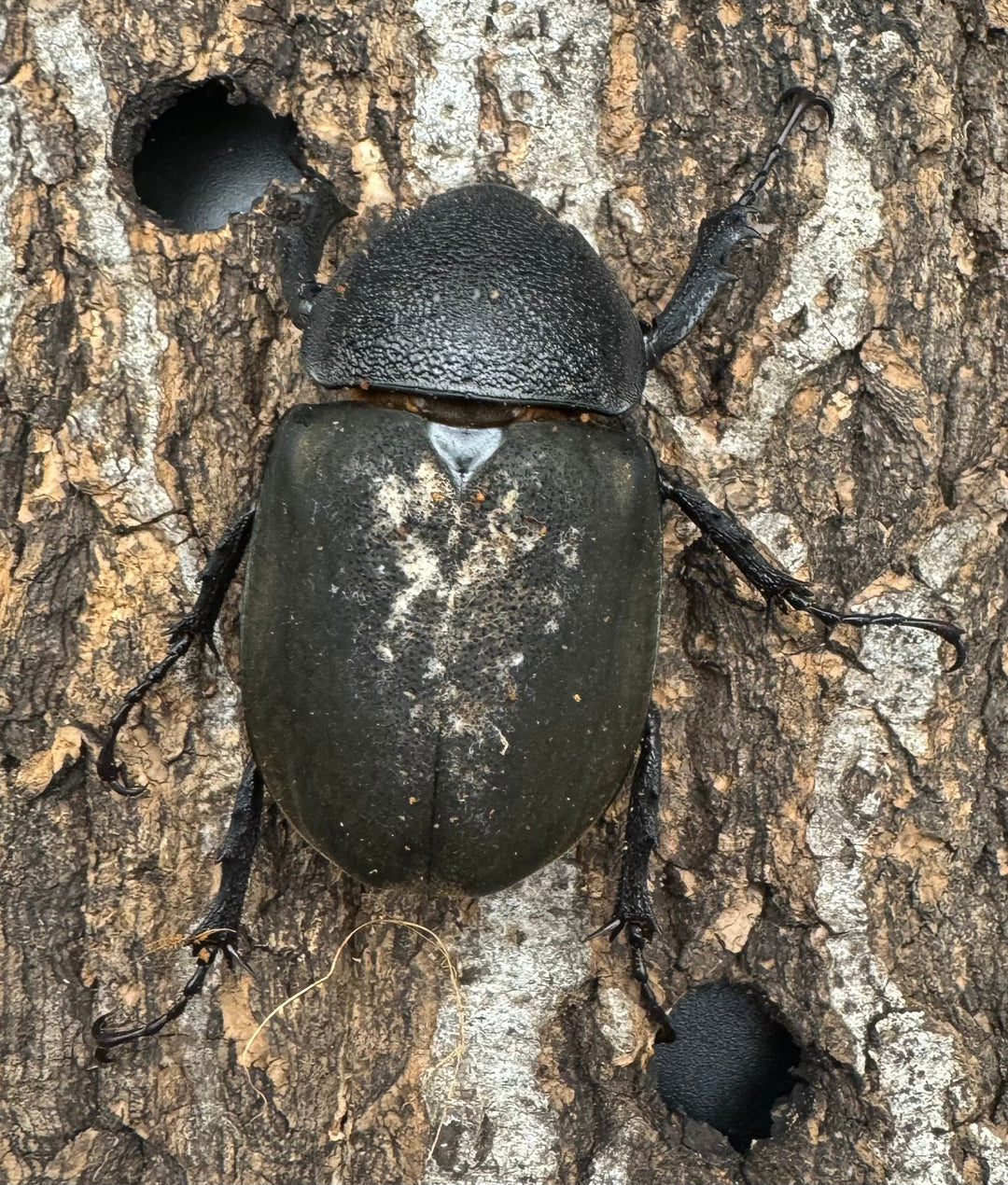 【WD】《ミンダナオアトラスオオカブト 98.5mm ペア》