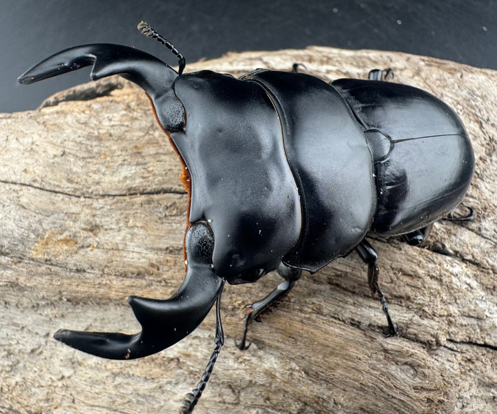 【WD】《アンタエウスオオクワ亜種miyashitai 75mm ペア》