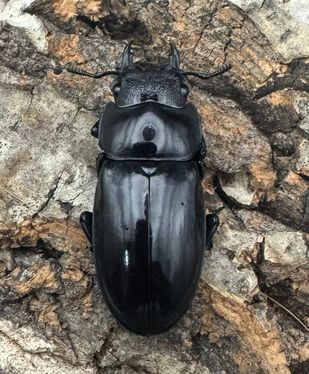 【WD】《マンディブラリスフタマタ 101.5mm ペア》