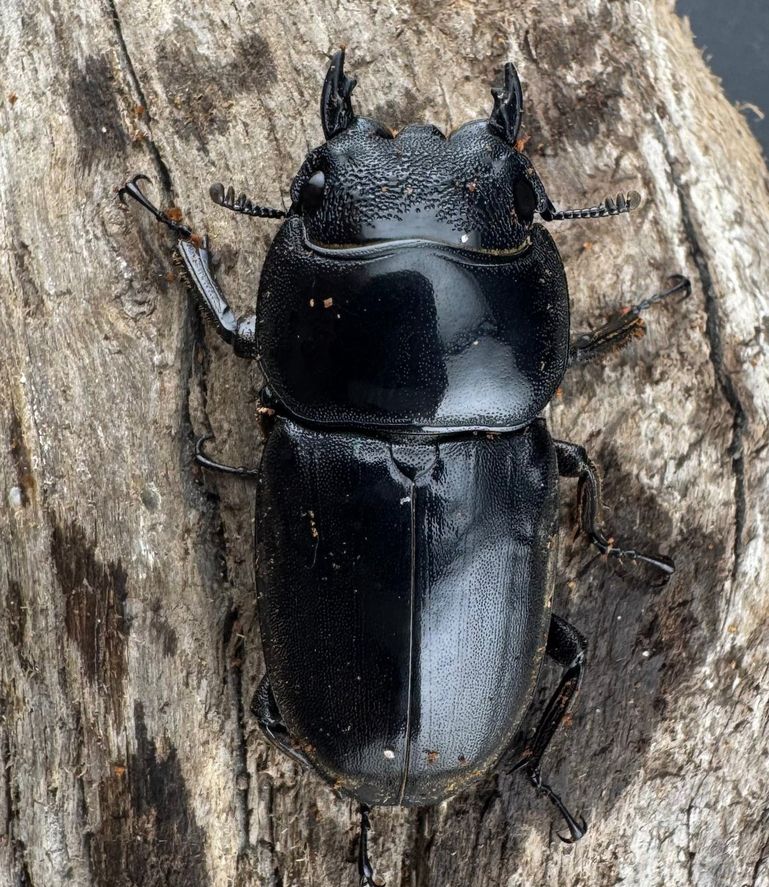 【WD】《スマトラオオヒラタ ベンクール産 77mm ペア》