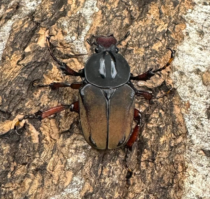 【WD】ワリックツノハナムグリ亜種bowringi ペア