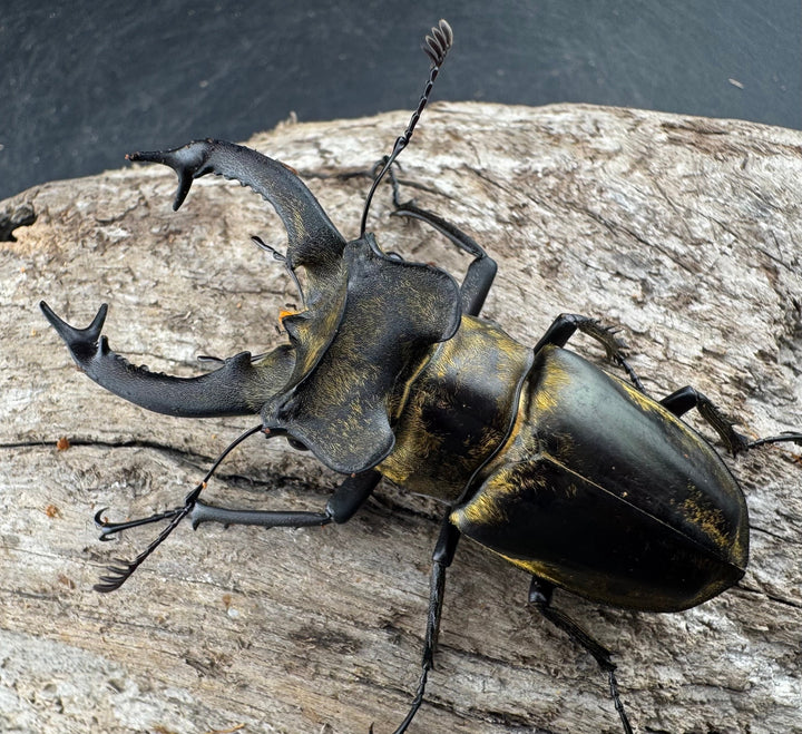 【WD】《セリケウスミヤマ原名亜種 61.5mm ペア》