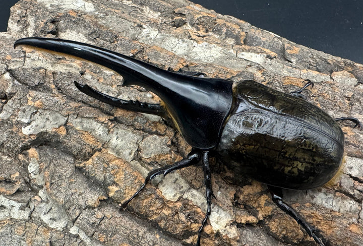 《ヘラクレス・ヘラクレス 137.5mm ペア》