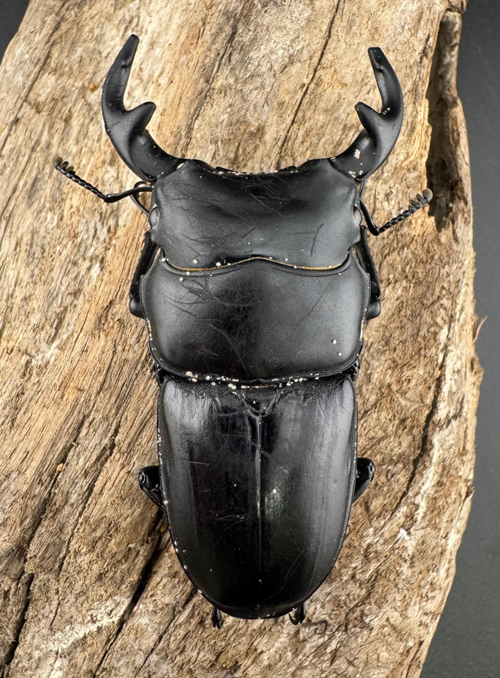 【WD】《グランディスオオクワ原名亜種 70mm ペア》