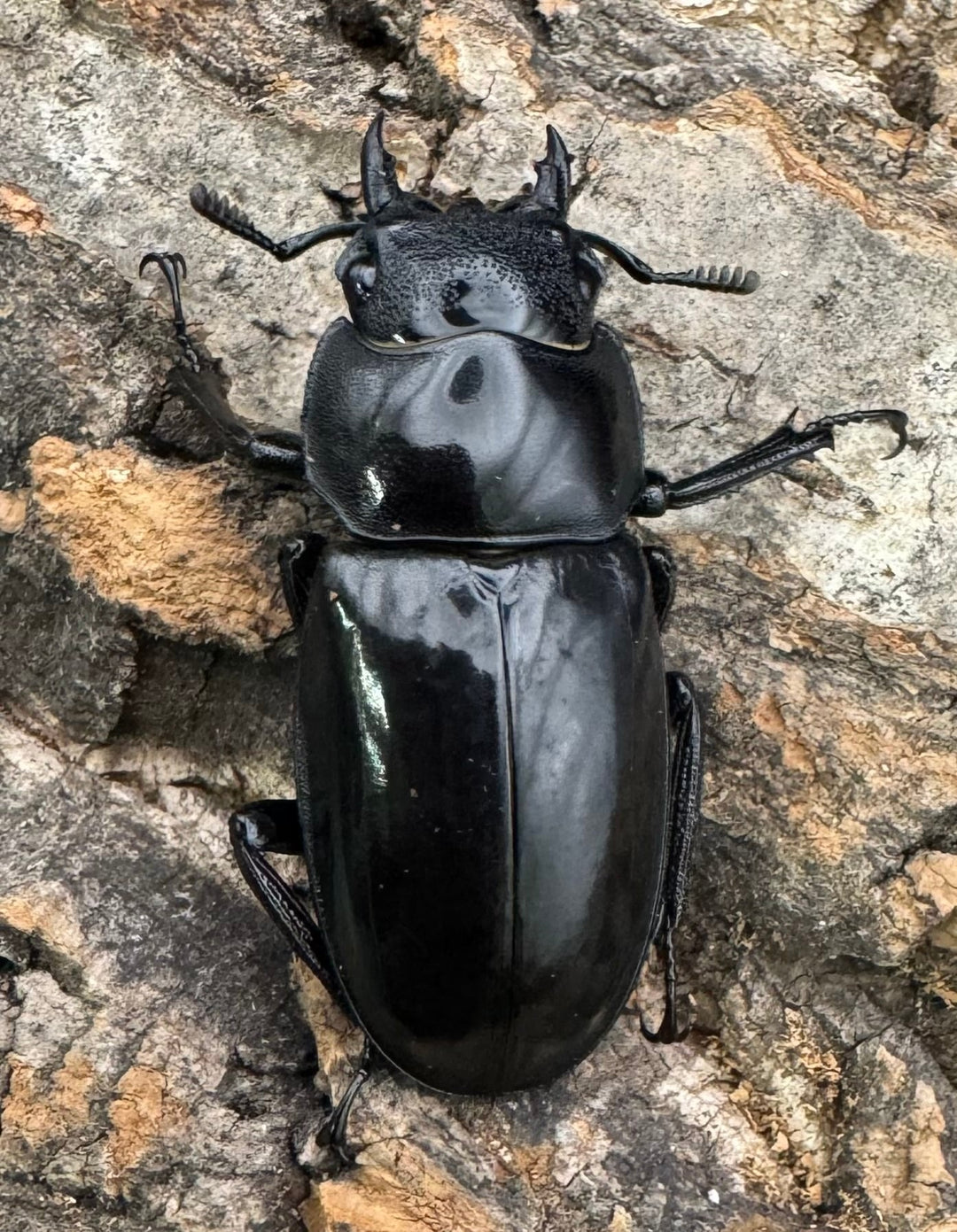 【WD】《セアカフタマタ（パリーフタマタ） 70mm ペア》