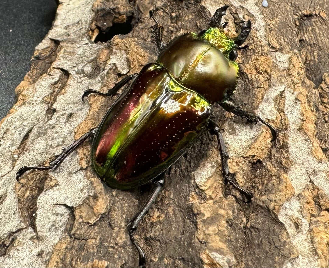 《ニジイロクワガタ 59mm ペア》