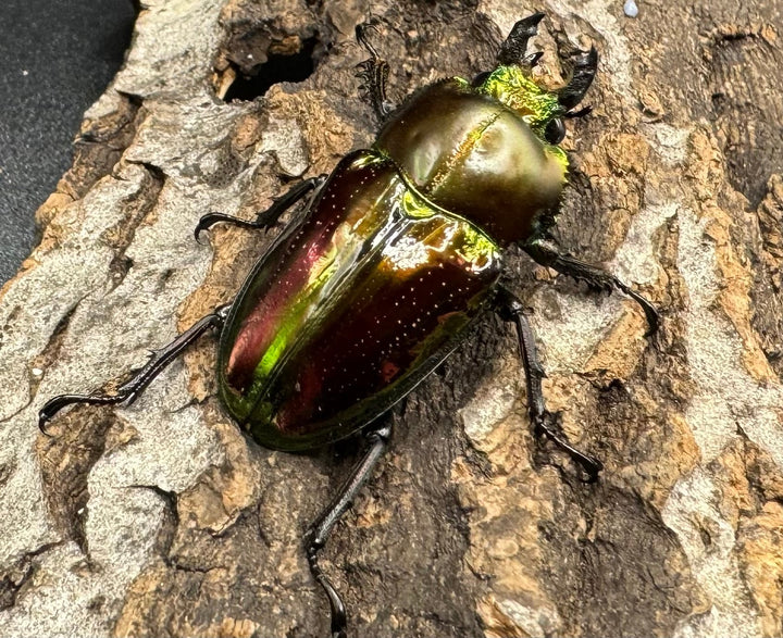 《ニジイロクワガタ 59mm ペア》