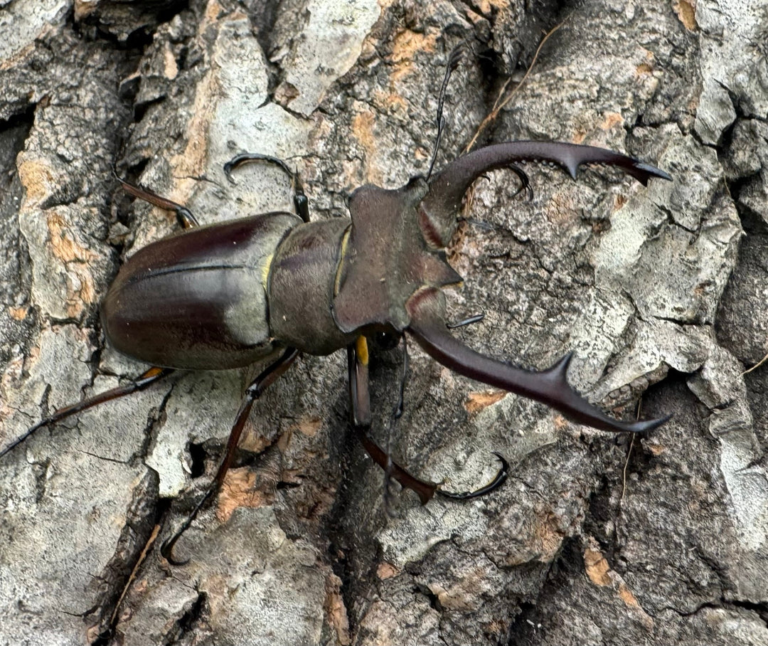 【WD】《クラーツミヤマ原名亜種 48mm ペア》