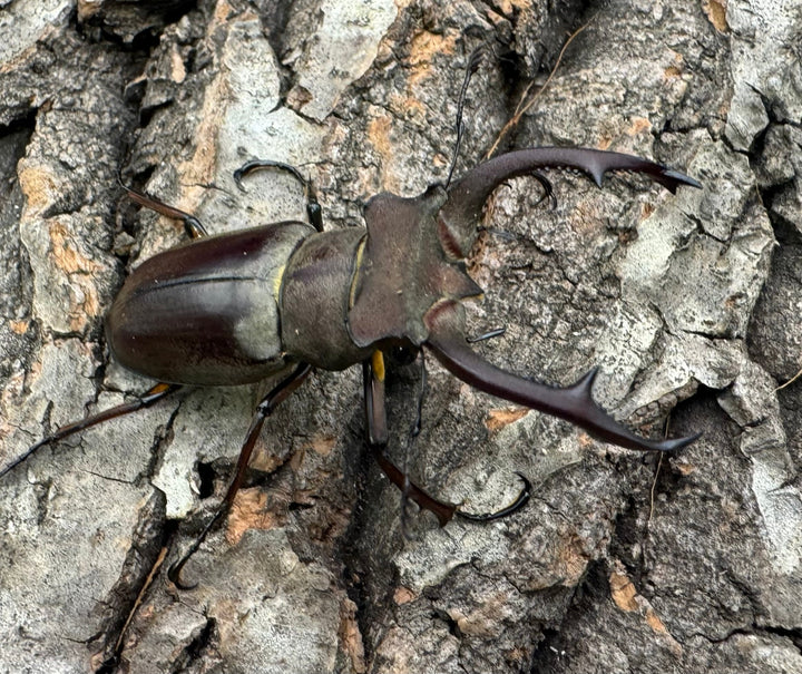 【WD】《クラーツミヤマ原名亜種 48mm ペア》