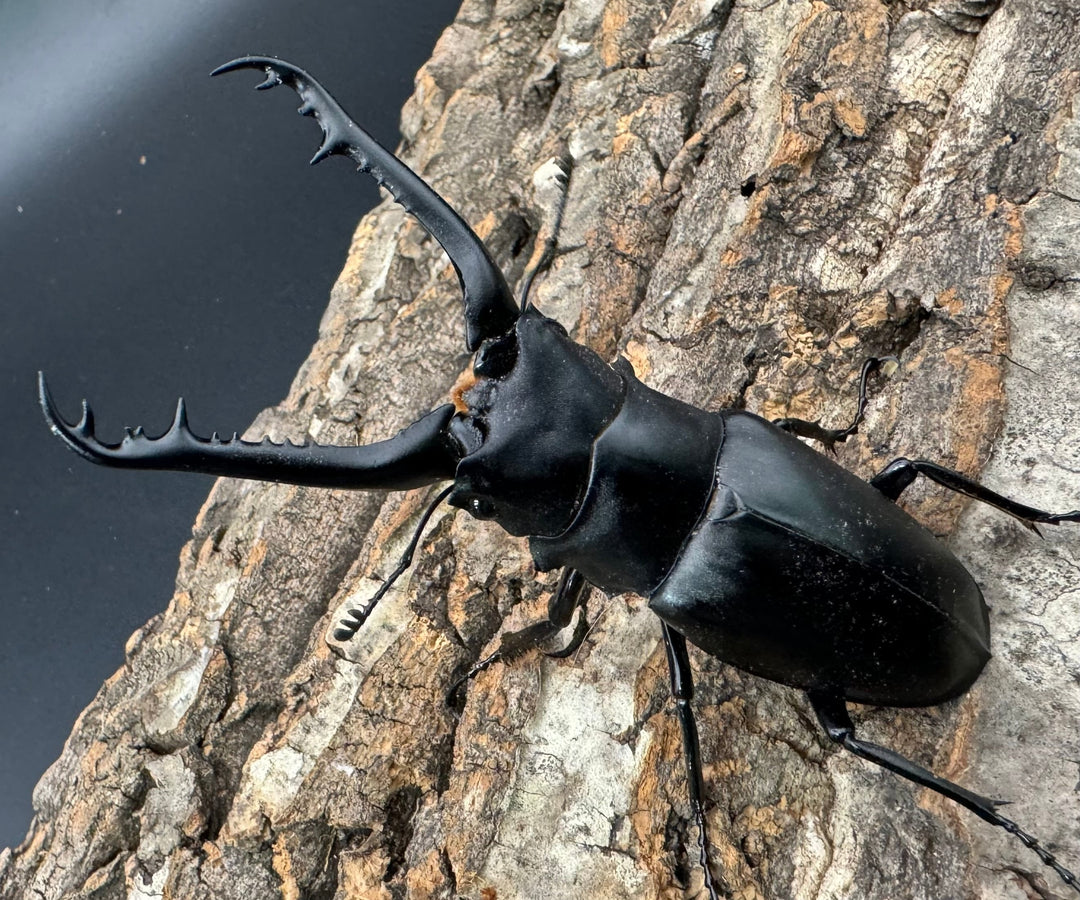 即ブリ《ギラファノコギリ亜種ケイスケ 90mm ペア》