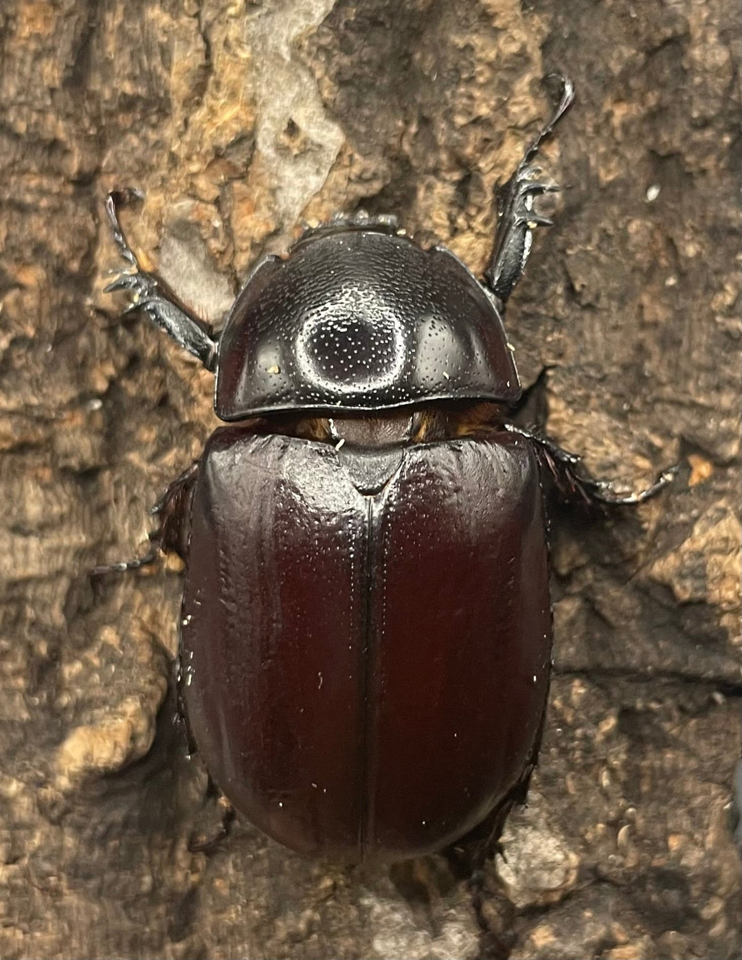 【WD】《ビルマニクス ゴホンツノ ペア》